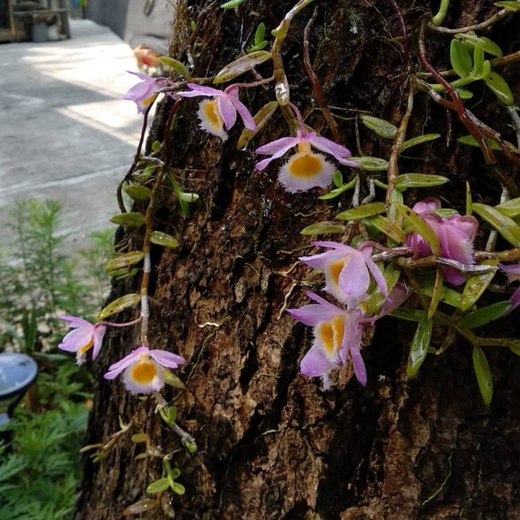 Plant image Dendrobium loddigesii