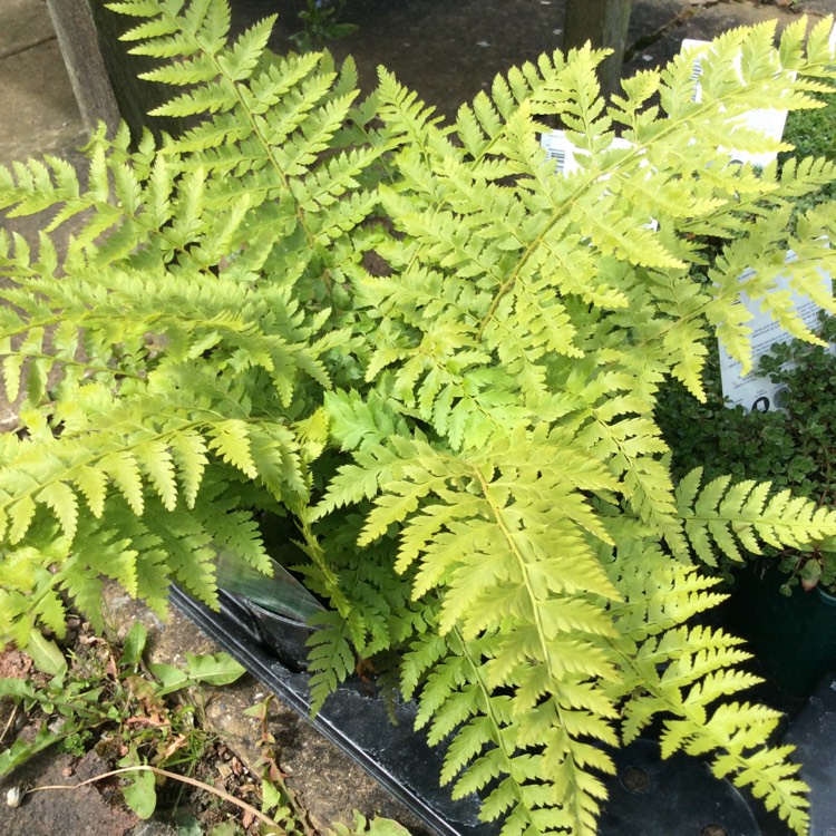 Plant image Polystichum braunii