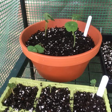 Nasturtium 'Tom Thumb'