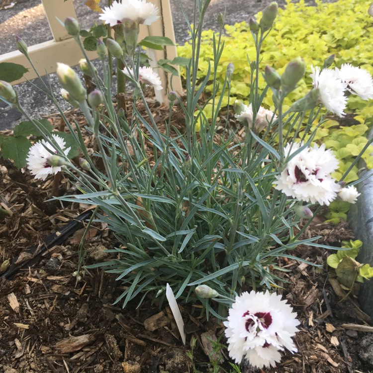 Plant image Dianthus 'Silver Star'