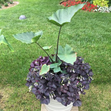 Elephant Ear 'Tea Cup'