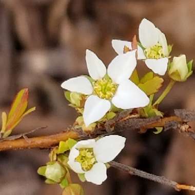 Spiraea thunbergii 'Ogon'