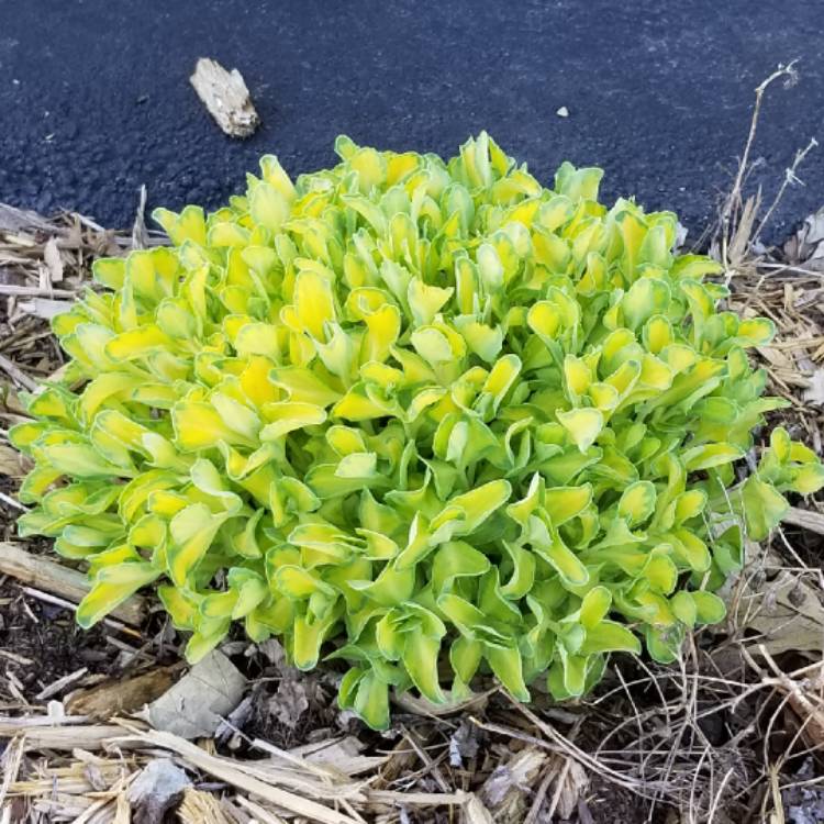 Plant image Hylotelephium Erythrostictum Mediovariegatum