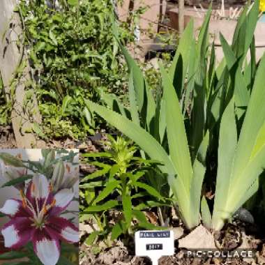 Lilium (Asiatic)