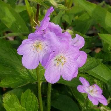 Geranium