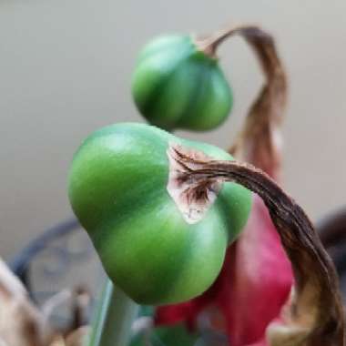 Hippeastrum (Galaxy Group) 'Minerva'