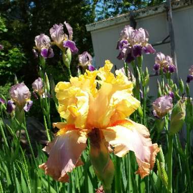 Iris x germanica 'Adobe Sands'