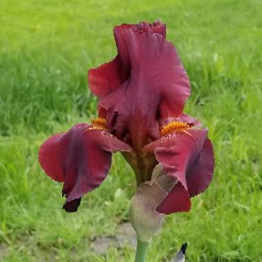 Iris x germanica