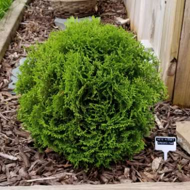 Thuja occidentalis 'Hetz Midget'