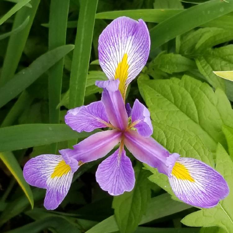 Plant image Iris x hollandica