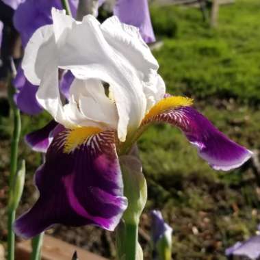 Iris x germanica