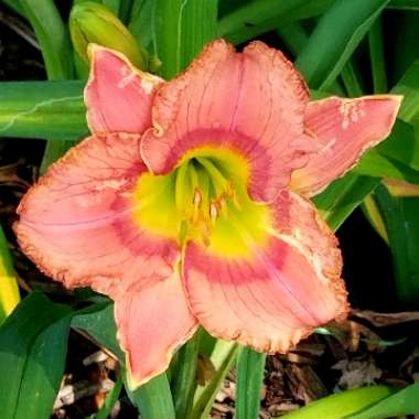 Hemerocallis 'Elegant Candy'