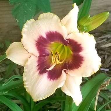 Hemerocallis 'Blueberry Candy'