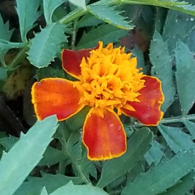 Plant image Tagetes patula 'Cinnabar'