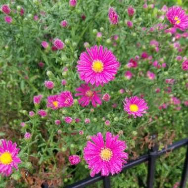 Aster novi-belgii 'Winston Churchill'