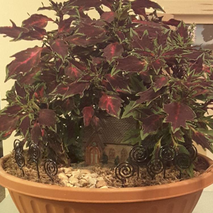 Plant image Plectranthus scutellarioides 'FlameThrower™ Chili Pepper'