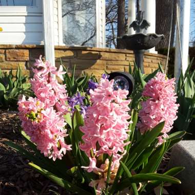 Hyacinthus orientalis