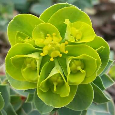 Euphorbia myrsinites