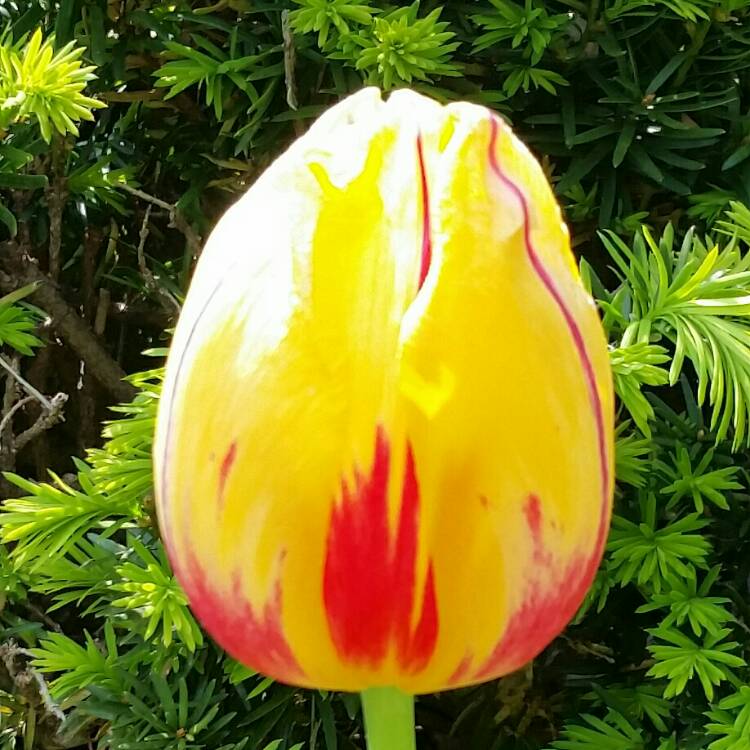 Plant image Tulipa (Rembrandt Group)