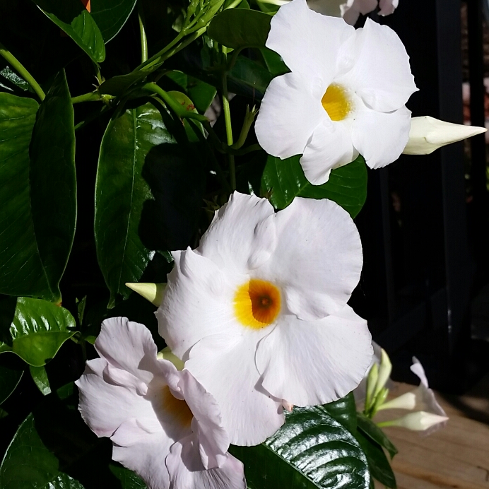 Plant image Mandevilla boliviensis syn. Dipladenia boliviensis