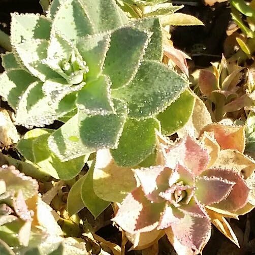 Plant image Euphorbia myrsinites