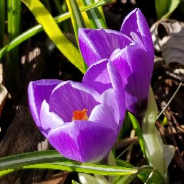 Crocus