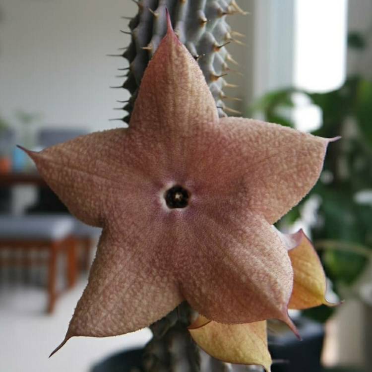 Plant image Hoodia Gordonii