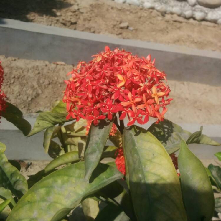 Plant image Ixora 'Coral Fire'