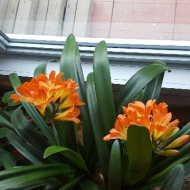 Clivia (Species) Clivia miniata