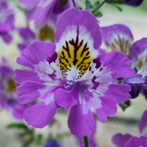 Plant image Schizanthus pinnatus