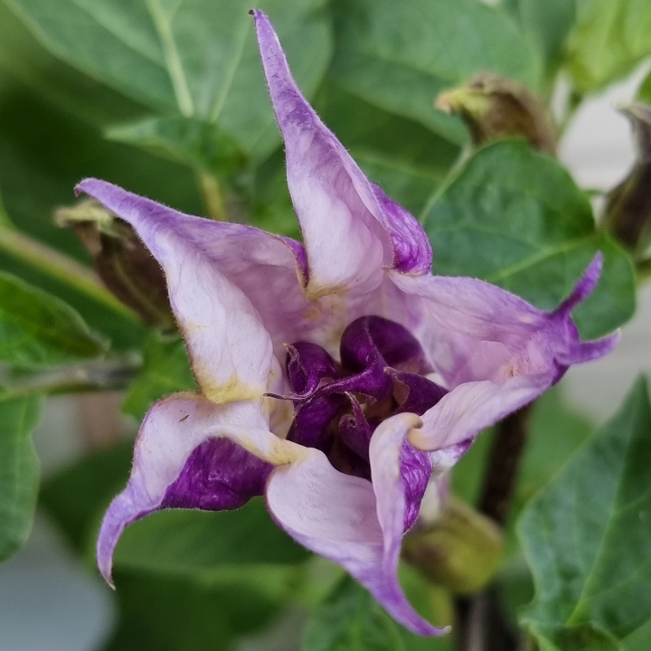 Plant image Datura