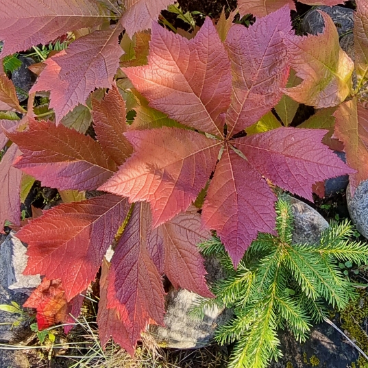 Plant image Rodgersia podophylla 'Rotlaub'