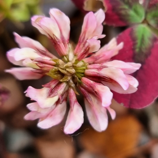 Plant image Trifolium repens 'Isabella'