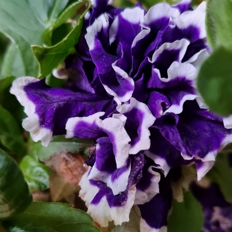 Plant image Petunia Double