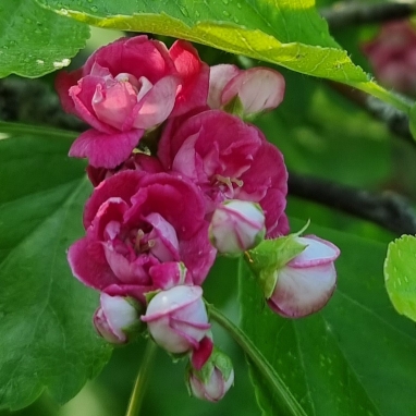 Plant image Crataegus laevigata 'Paul's Scarlet'