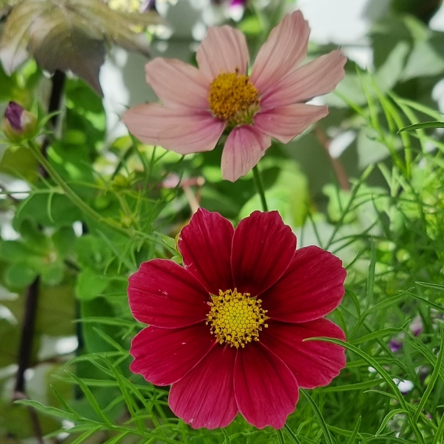 Plant image Cosmos bipinnatus 'Antiquity'