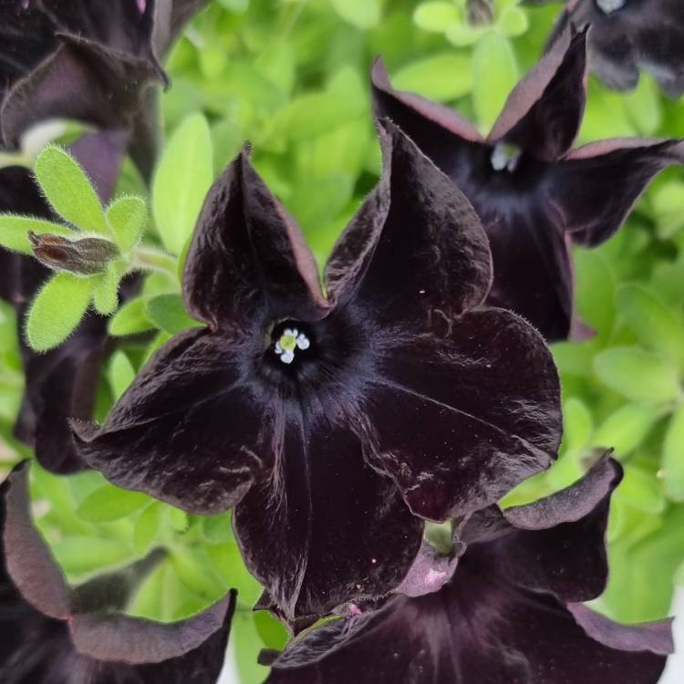 Plant image Petunia 'Black Ray'