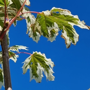 Plant image Acer platanoides 'Drummondii'