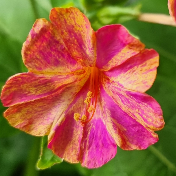 Plant image Mirabilis jalapa 'Kaleidoscope'