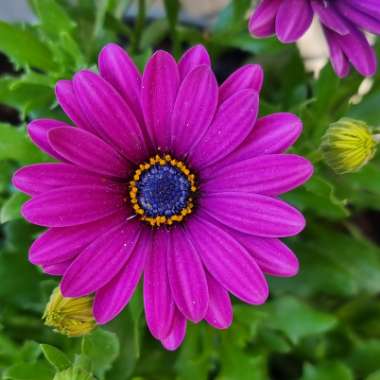 African Daisy