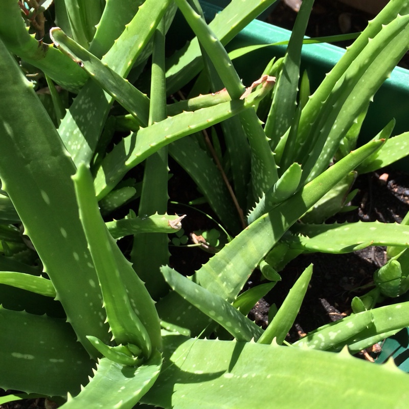 Aloe