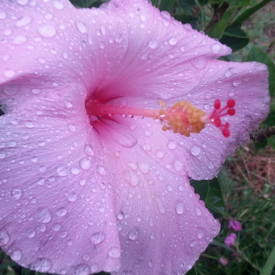 Painted Lady Hibiscus