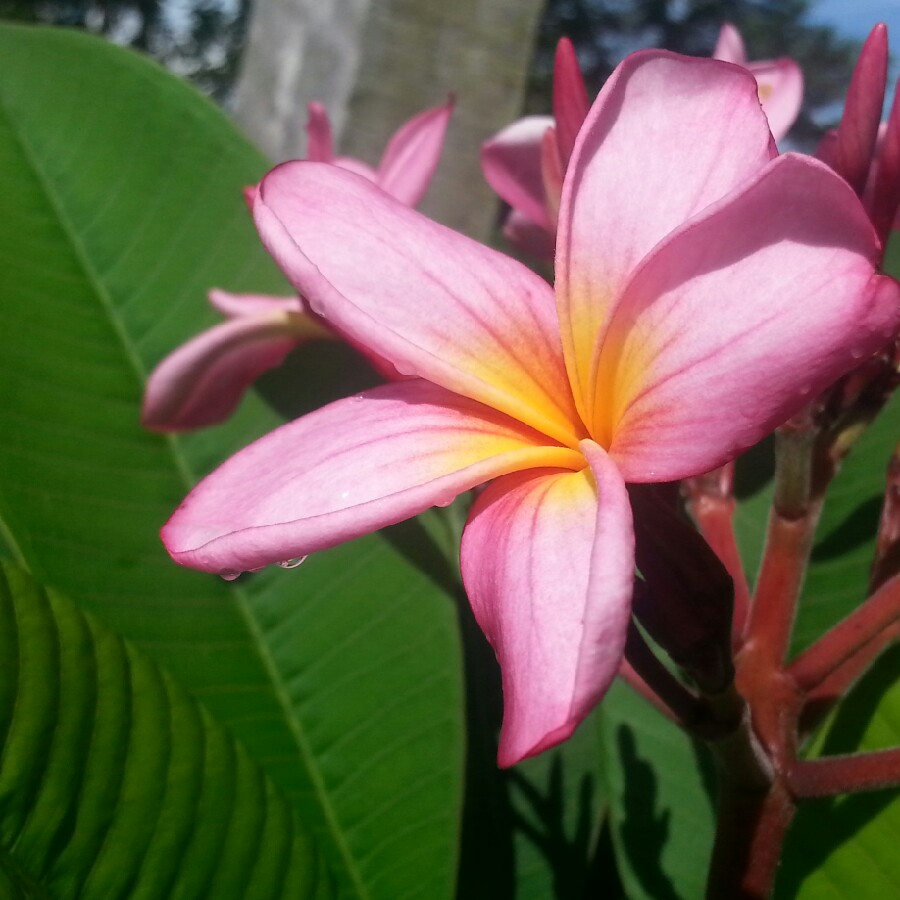 Frangipani