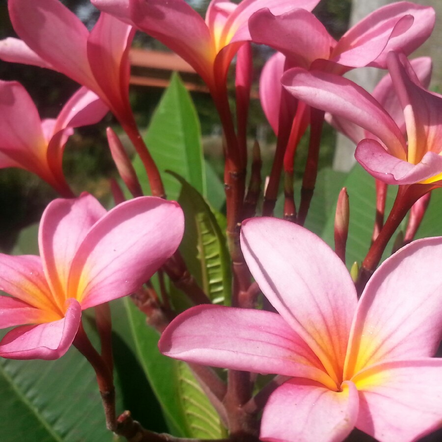 Frangipani