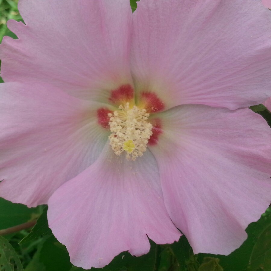 Rose Mallow