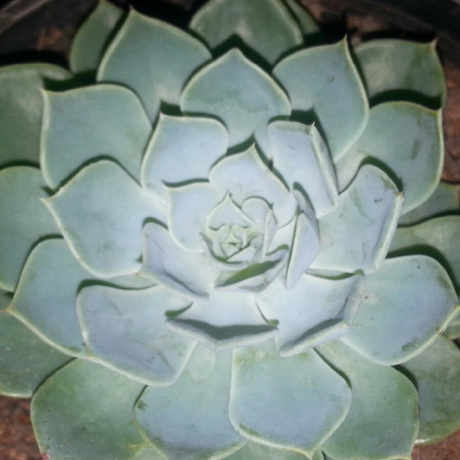 plant image 182912