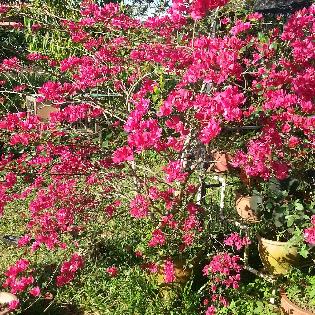 Plant image Bougainvillea Spectabilis 'Alexandra'