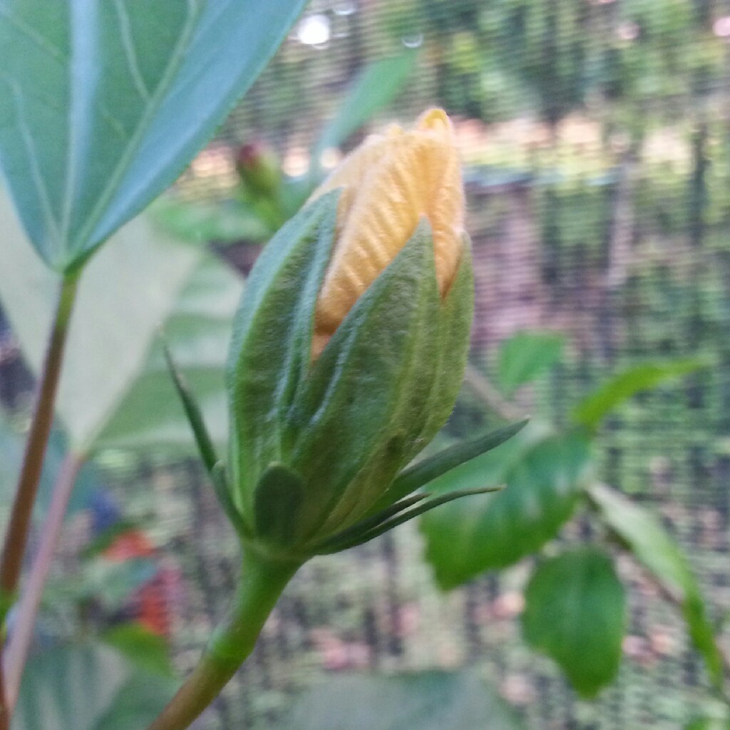 Plant image Hibiscus Fiori Grande