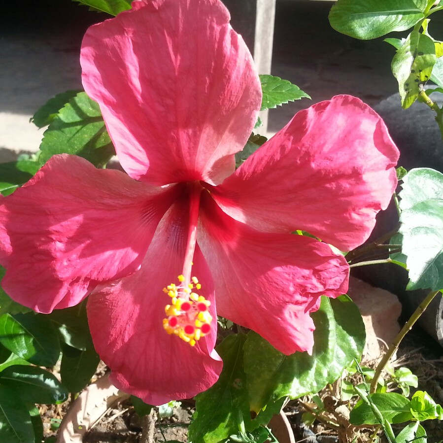 Plant image Hibiscus lunariifolius