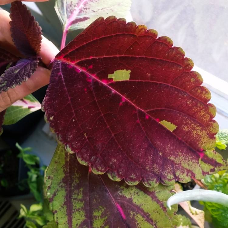 Plant image Plectranthus scutellarioides 'Scatter Splatter'